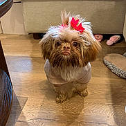Shrimp joined the competition — help win amazing prizes! dog, small_dog, fluffy, long_hair, brown_and_white, red_bow, pet_clothing, costume, standing, indoor, living_room, wooden_floor, sofa, furniture, toy, groomed, cute, portrait, centered, photography