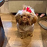dog, small_dog, fluffy, long_hair, brown_and_white, red_bow, pet_clothing, costume, standing, indoor, living_room, wooden_floor, sofa, furniture, toy, groomed, cute, portrait, centered, photography