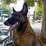 dog, german_shepherd, outdoor, cafe, table, chair, tree, leaf, tongue_out, pet, animal, canine, happy, fur, nature, daylight, street, urban, smiling, side_view