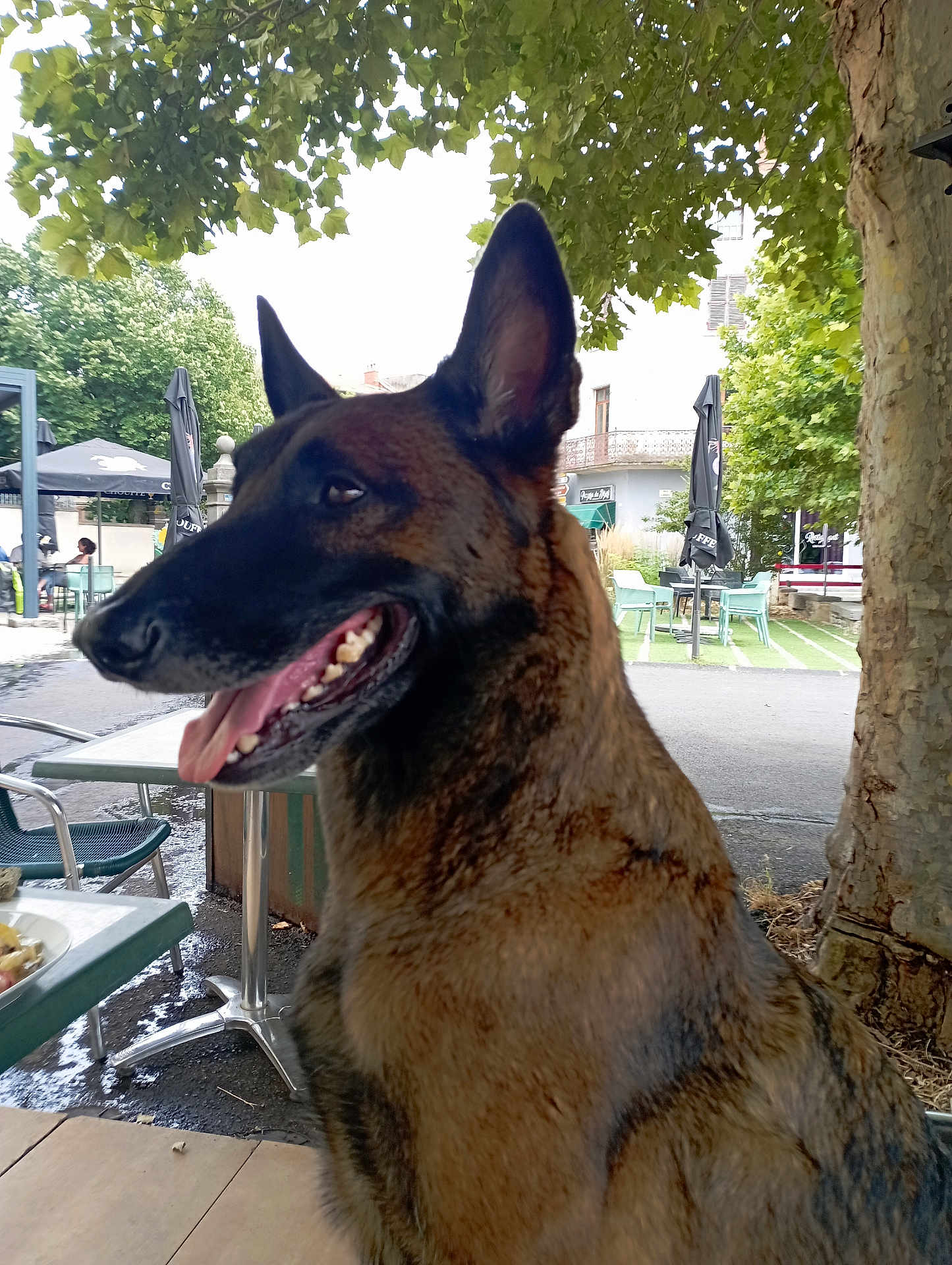 Samantha a rejoint le concours — aidez-le/la à gagner de superbes lots ! dog, german_shepherd, outdoor, cafe, table, chair, tree, leaf, tongue_out, pet, animal, canine, happy, fur, nature, daylight, street, urban, smiling, side_view