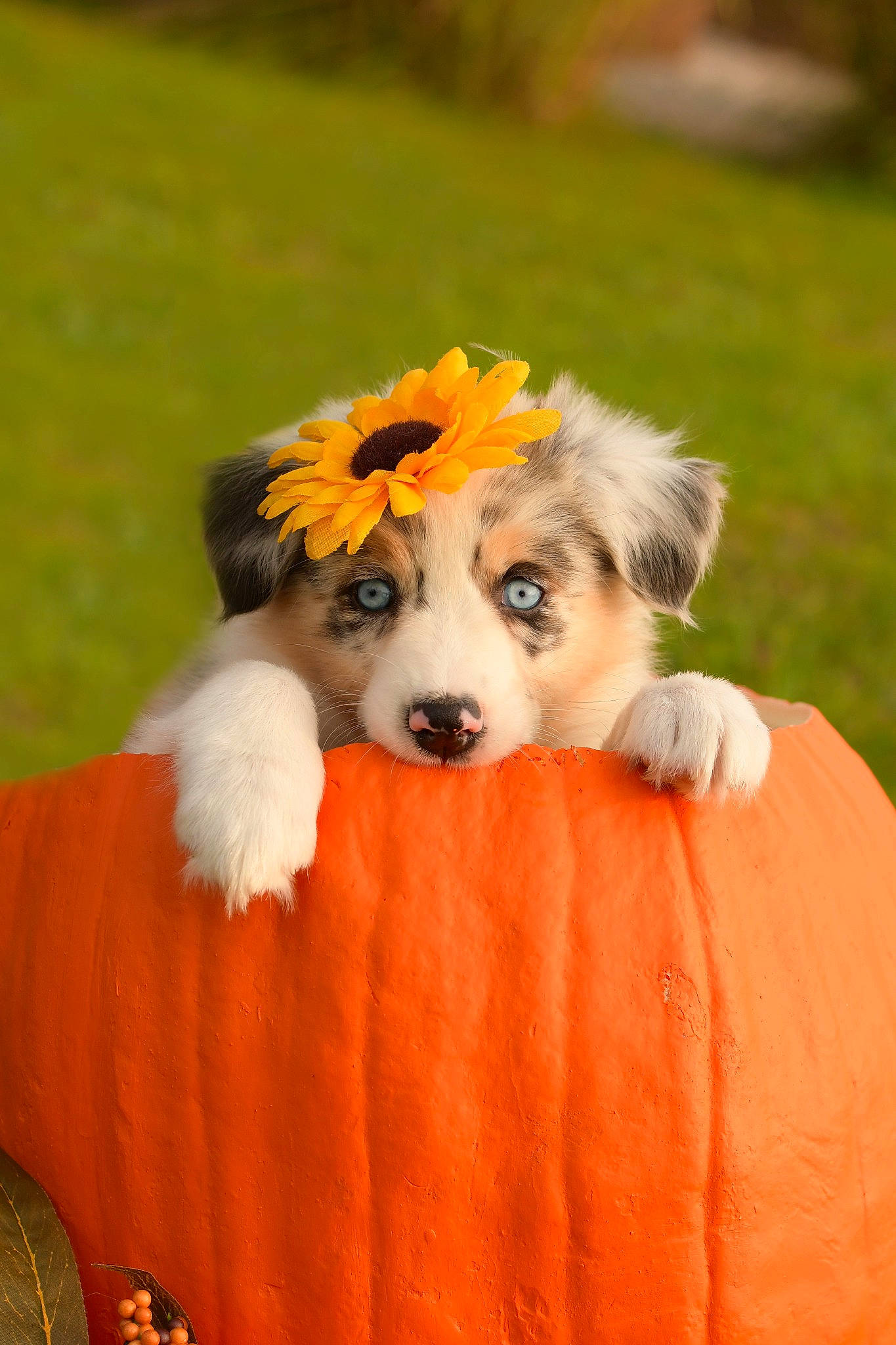 Maze joined the competition — help win amazing prizes! animal_sports, canidae, carnivore, chair, collie, companion_dog, couch, dog, dog_breed, dog_supply, fawn, flower, fur, grass, orange, plant, recreation, sporting_group, tail, toy_dog