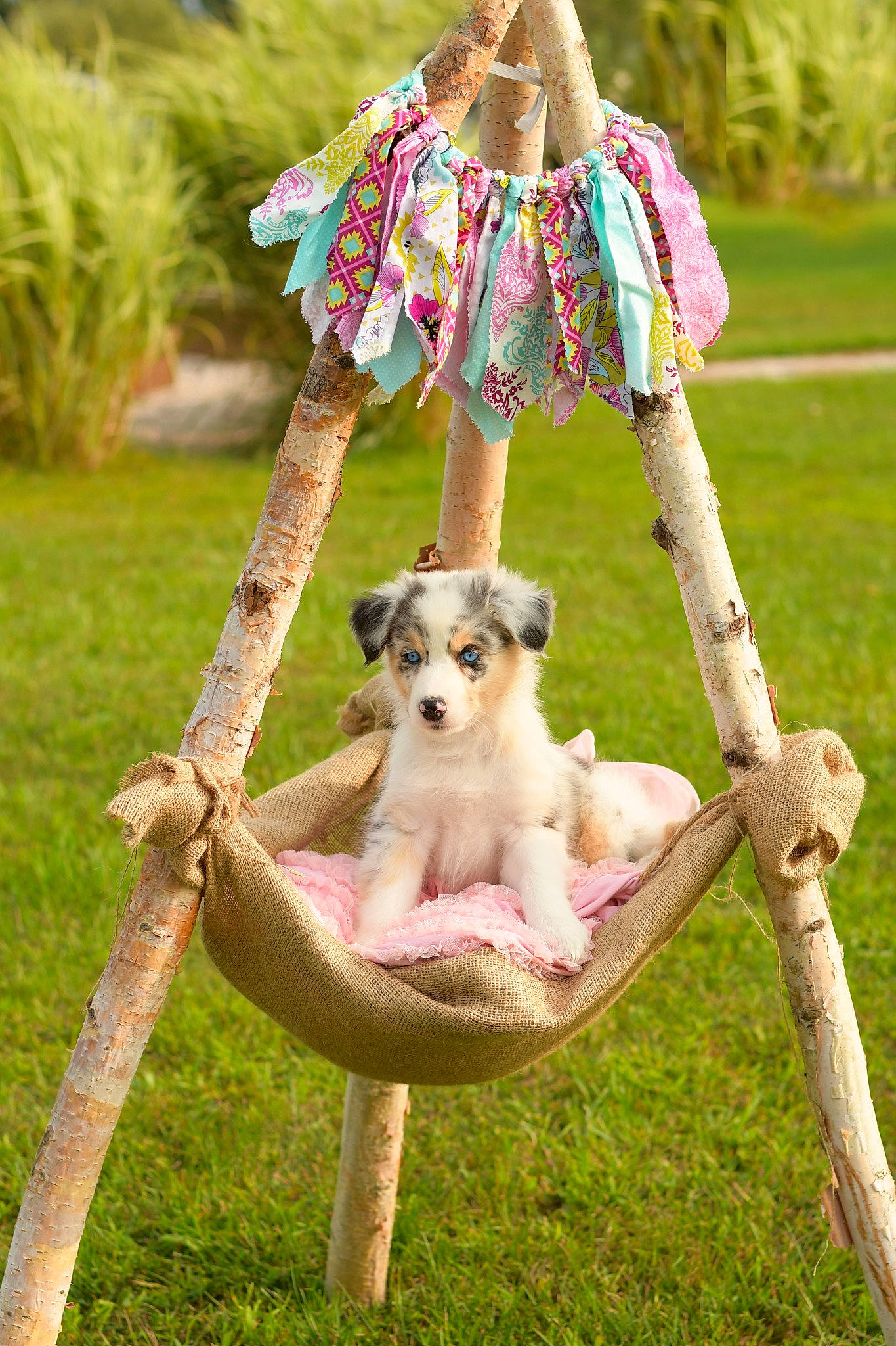 Maze joined the competition — help win amazing prizes! carnivore, chair, companion_dog, dog, dog_breed, fawn, grass, hat, lawn, leisure, pet_supply, pink, plant, recreation, snout, tableware, tail, toy, toy_dog, working_animal