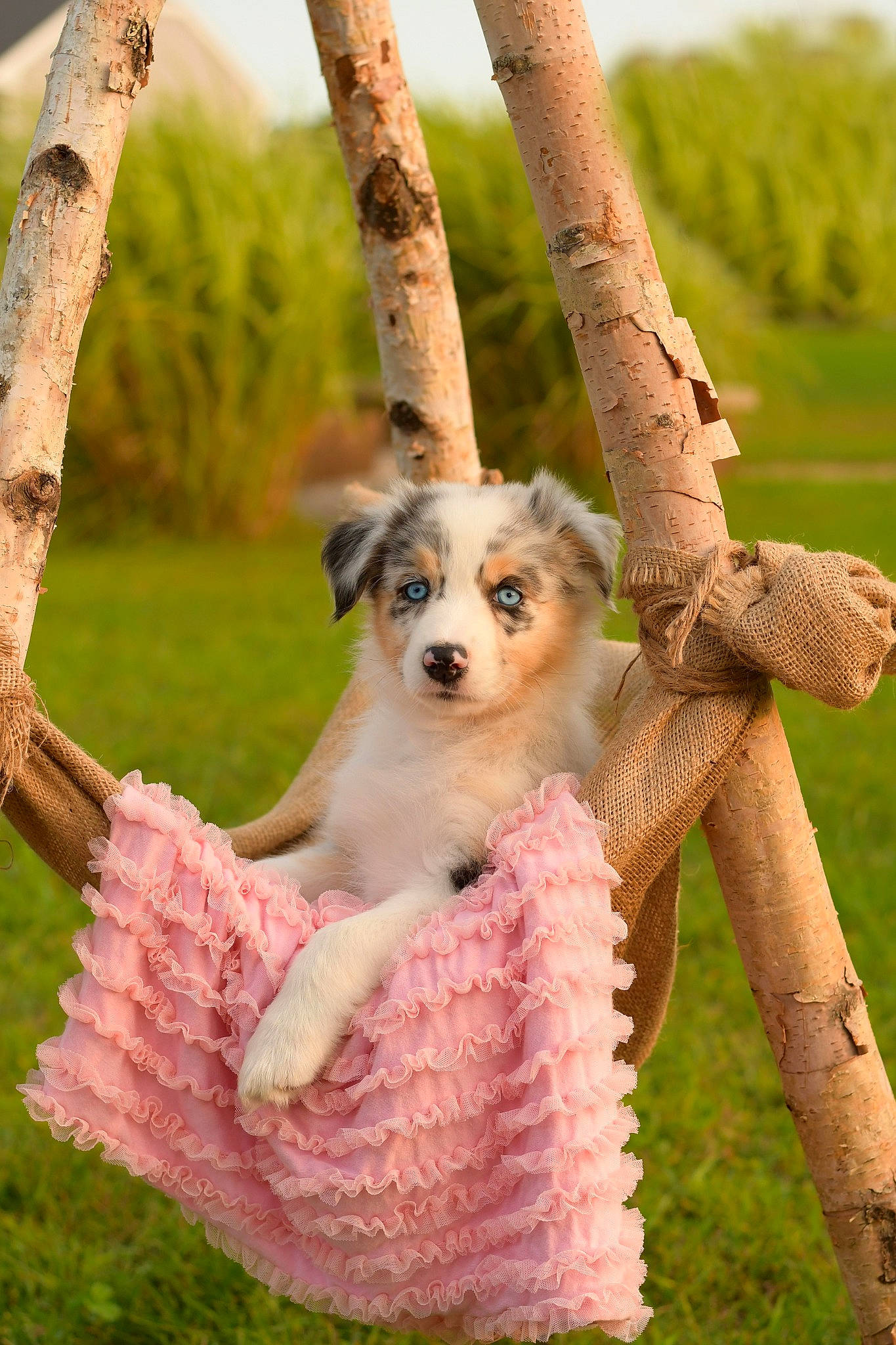 Maze joined the competition — help win amazing prizes! canidae, carnivore, companion_dog, dog, dog_breed, dog_supply, fawn, grass, happy, pet_supply, plant, recreation, sky, snout, sporting_group, swing, tail, toy_dog, tree, wood