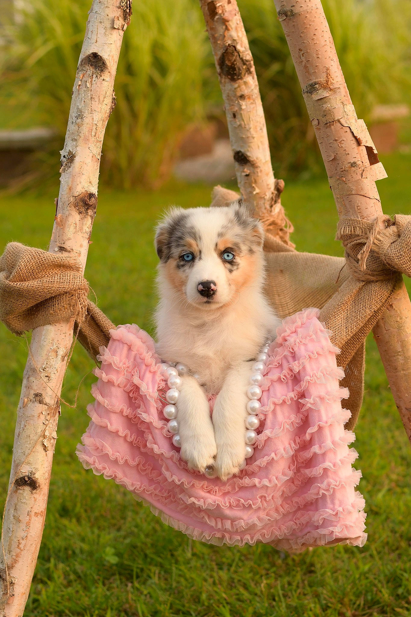 Maze is registered to the contest to win money with this photo: carnivore, companion_dog, dog, dog_breed, dog_supply, eye, fawn, fur, grass, mammal, plant, snout, sporting_group, sunglasses, tail, toy_dog, tree, twig, whiskers, wood