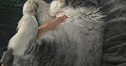 Everest Touloose joined the competition — help win amazing prizes! animal, blanket, cat, closeup, comfort, cozy, cute, domestic, fluffy, fur, gray, hand, indoor, paw, pet, relaxed, resting, sleeping, soft, white