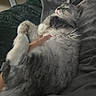 animal, blanket, cat, closeup, comfort, cozy, cute, domestic, fluffy, fur, gray, hand, indoor, paw, pet, relaxed, resting, sleeping, soft, white