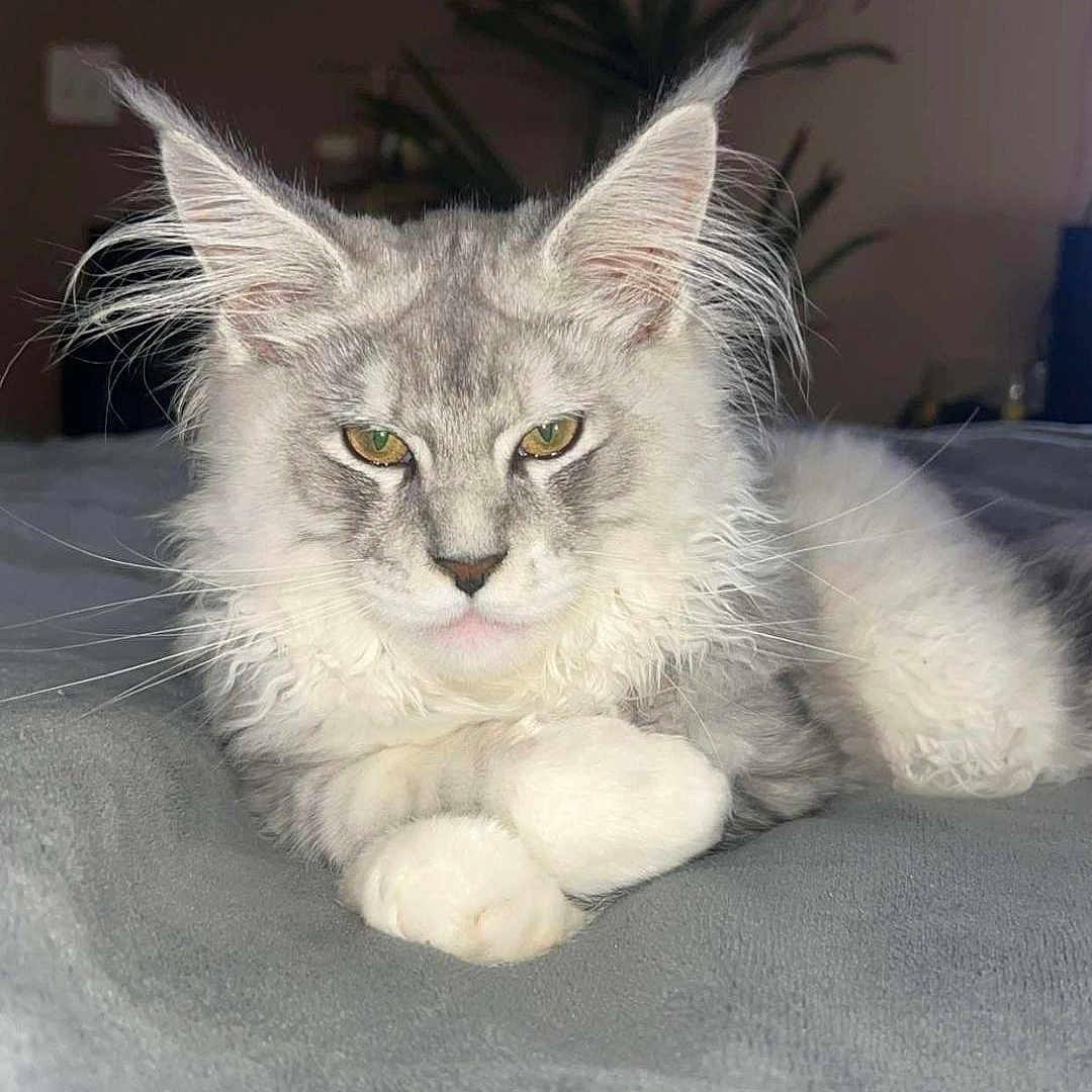 Everest Touloose joined the competition — help win amazing prizes! animal, bed, blanket, cat, cozy, domestic, ears, feline, fluffy_cat, gray_cat, hat, indoor, pet, plant, portrait, relaxed, resting, soft_texture, whiskers, white_paws
