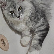 Everest Touloose is registered to the contest to win money with this photo: animal, cat, closeup, curious, cute, domestic_cat, ears, eyes, feline, fluffy_cat, fur, grey_cat, indoor, mammal, paw, pet, portrait, stretching, whiskers, white_cat