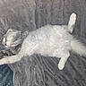 Everest Touloose joined the competition — help win amazing prizes! blanket, cat, comfortable, cozy, cute, domestic_animal, feline, fluffy, fur, gray, indoor, paws, pet, relaxed, resting, sleeping, stretching, tail, whiskers, white
