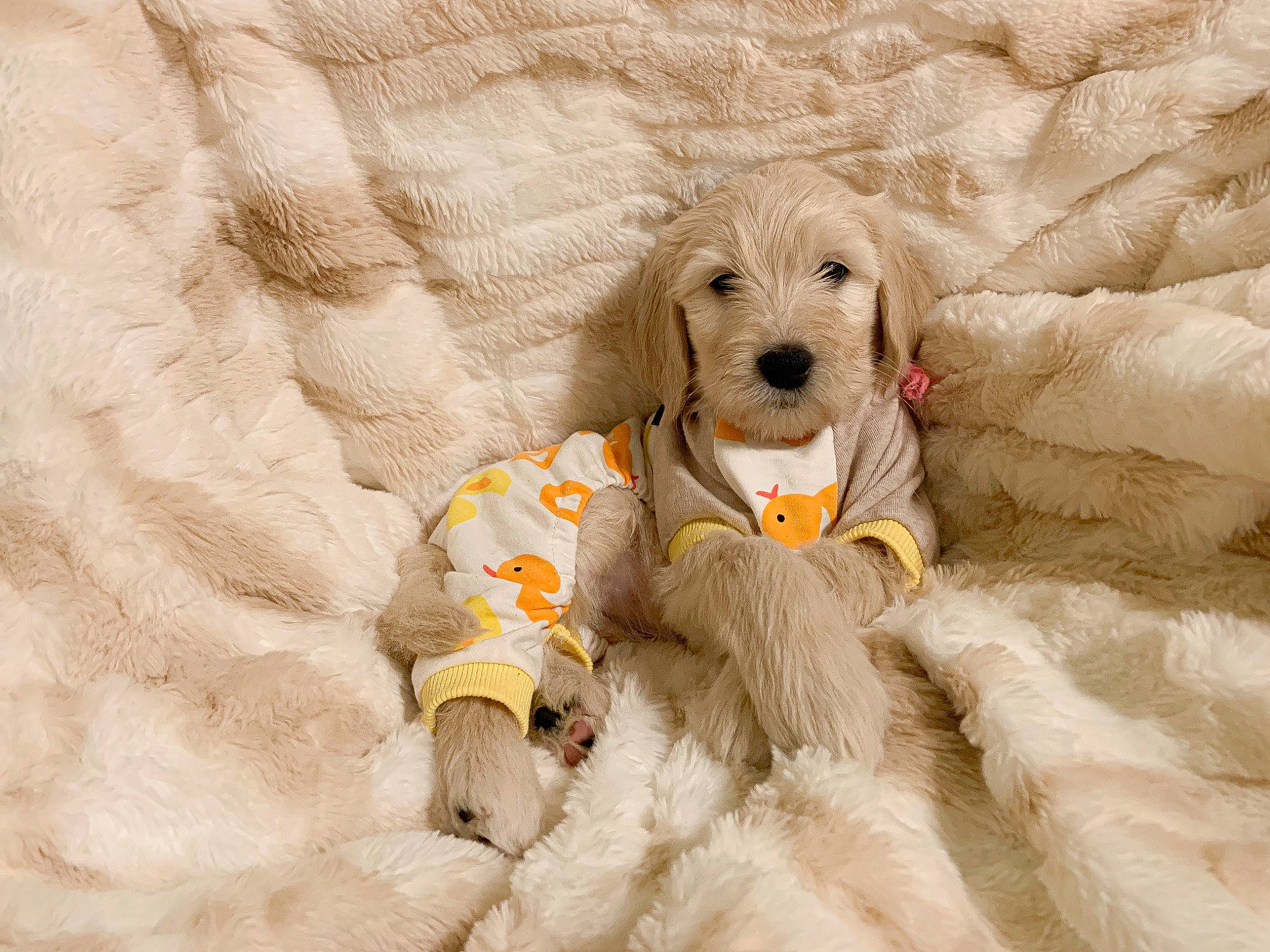 Ducky is registered to the contest to win money with this photo: canidae, carnivore, comfort, companion_dog, dog, dog_breed, dog_clothes, dog_supply, fawn, fur, goldendoodle, labradoodle, maltepoo, pet_supply, snout, sporting_group, terrier, toy_dog, water_dog, working_animal