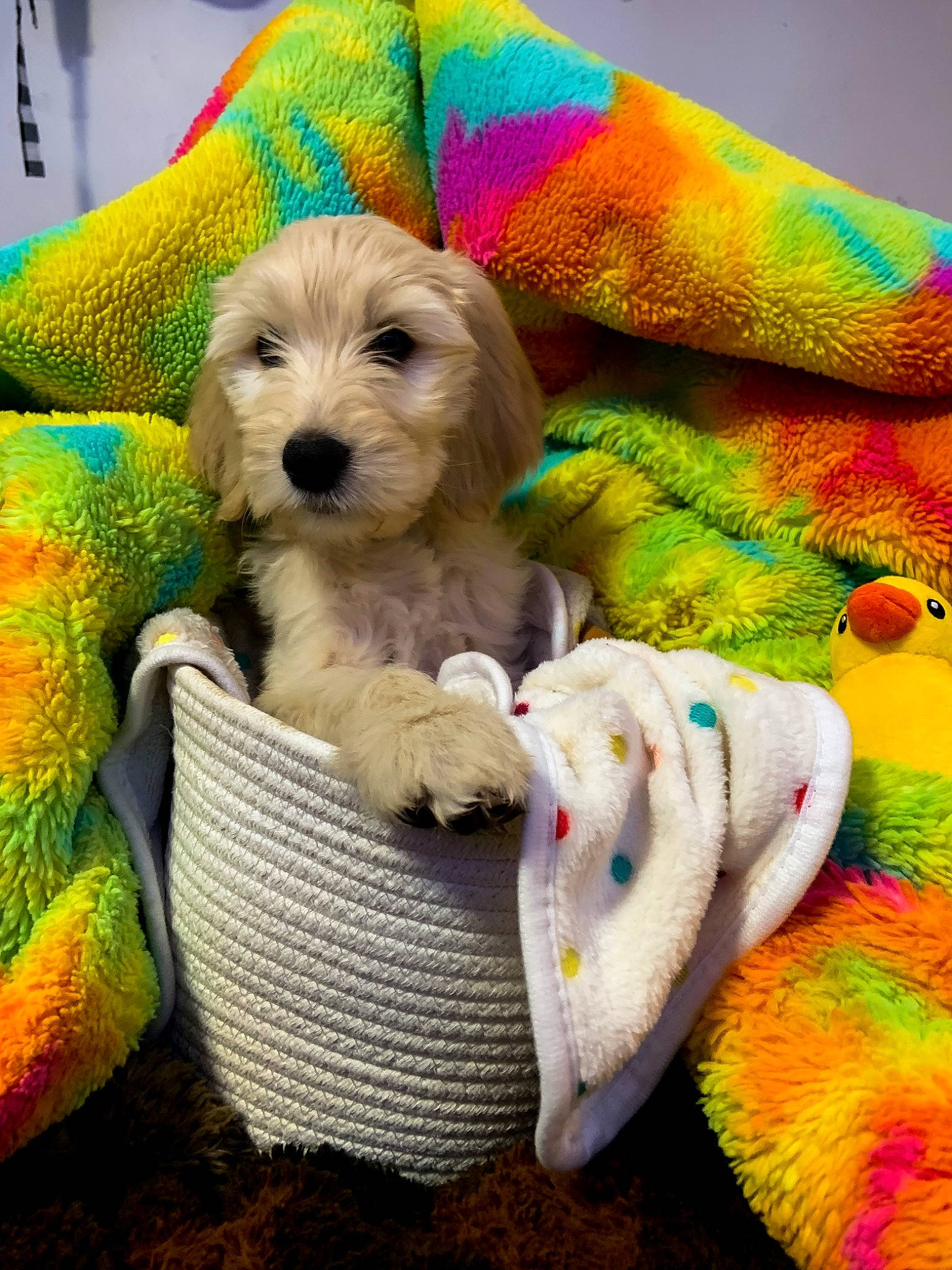 Ducky joined the competition — help win amazing prizes! basket, canidae, carnivore, comfort, companion_dog, dog, dog_breed, dog_clothes, dog_supply, fawn, fur, mammal, pet_supply, small_terrier, stuffed_toy, terrier, toy, toy_dog, vertebrate, working_animal