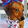 dog, dachshund, pet, animal, bandana, brown_fur, close_up, portrait, cute, domestic_animal, looking_away, indoor, colorful, accessory, small_dog, ears, snout, whiskers, fur, companion