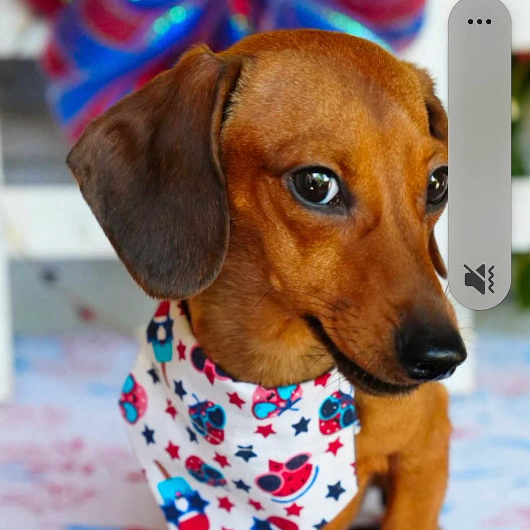 Harleegrace joined the competition — help win amazing prizes! dog, dachshund, pet, animal, bandana, brown_fur, close_up, portrait, cute, domestic_animal, looking_away, indoor, colorful, accessory, small_dog, ears, snout, whiskers, fur, companion