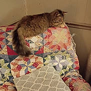 Tinkerbell joined the competition — help win amazing prizes! animal, cat, chair, colorful, cozy, domestic, feline, fluffy, furniture, home, indoor, pattern, pet, pillow, quilt, relaxing, resting, soft, textile, wall