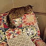 animal, cat, chair, colorful, cozy, domestic, feline, fluffy, furniture, home, indoor, pattern, pet, pillow, quilt, relaxing, resting, soft, textile, wall