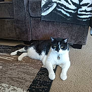 Simba joined the competition — help win amazing prizes! animal, black_and_white, blanket, carpet, cat, collar, cozy, cute, domestic, floor, furniture, home, indoor, living_room, pet, relaxing, resting, rug, sofa, whiskers