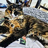 cat, tortoiseshell, feline, pet, bed, blanket, book, fluffy, relaxed, sleepy, indoor, cozy, paw, fur, stretching, shelf, decor, home, animal, cute
