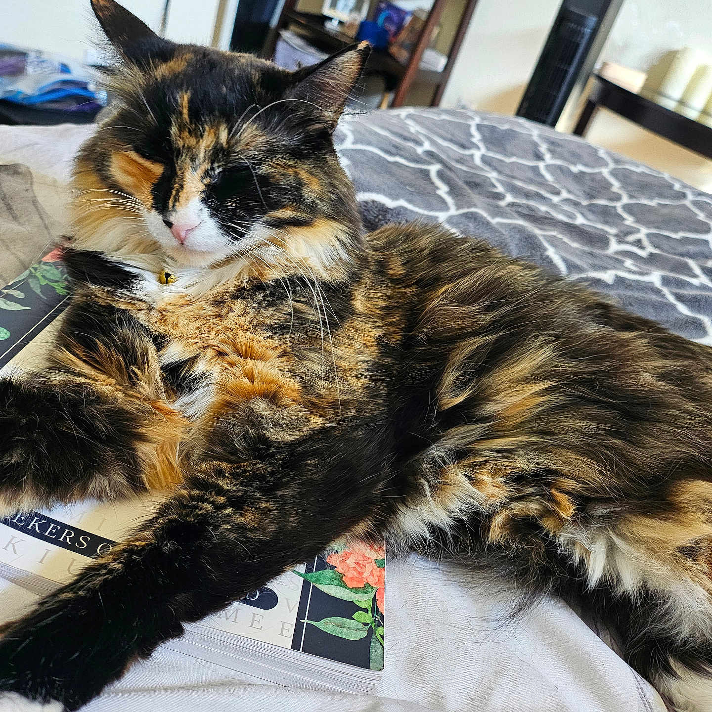 Nala joined the competition — help win amazing prizes! cat, tortoiseshell, feline, pet, bed, blanket, book, fluffy, relaxed, sleepy, indoor, cozy, paw, fur, stretching, shelf, decor, home, animal, cute