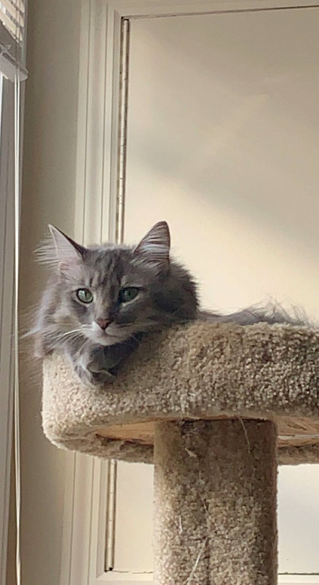 Ash is registered to the contest to win money with this photo: art, carnivore, cat, cat_furniture, cat_supply, domestic_short_haired_cat, door, felidae, fur, grey, pet_supply, small_to_medium_sized_cats, snout, tail, terrestrial_animal, tree, whiskers, window, wood