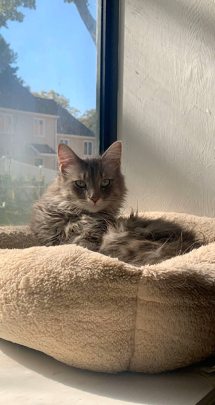 Ash joined the competition — help win amazing prizes! box, carnivore, cat, comfort, domestic_short_haired_cat, felidae, fur, grey, paw, plant, room, sitting, sky, small_to_medium_sized_cats, tail, tree, whiskers, window, winter, wood