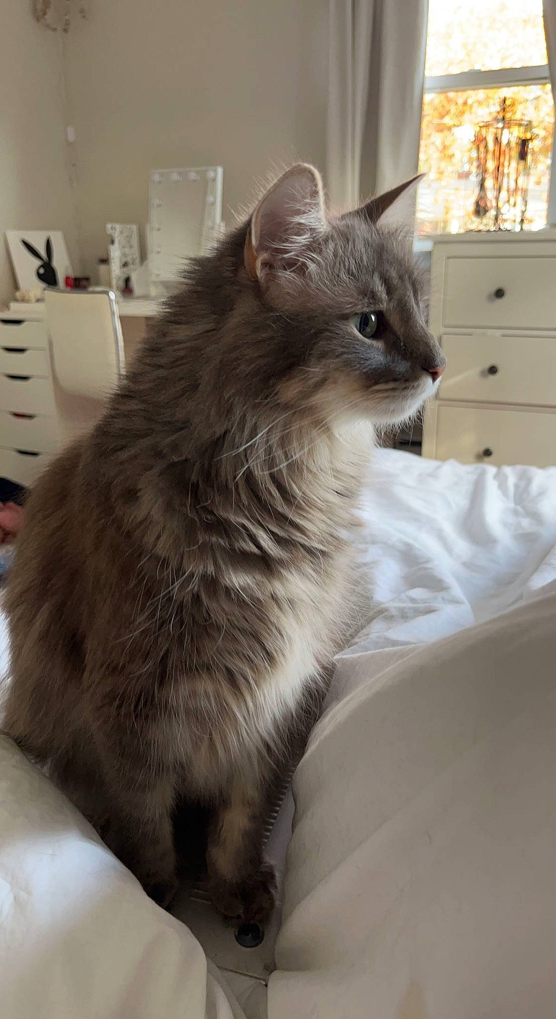 Ash joined the competition — help win amazing prizes! bed, box, british_longhair, cabinetry, carnivore, cat, chest_of_drawers, claw, comfort, domestic_short_haired_cat, drawer, felidae, fur, grey, paw, small_to_medium_sized_cats, snout, tail, whiskers, window