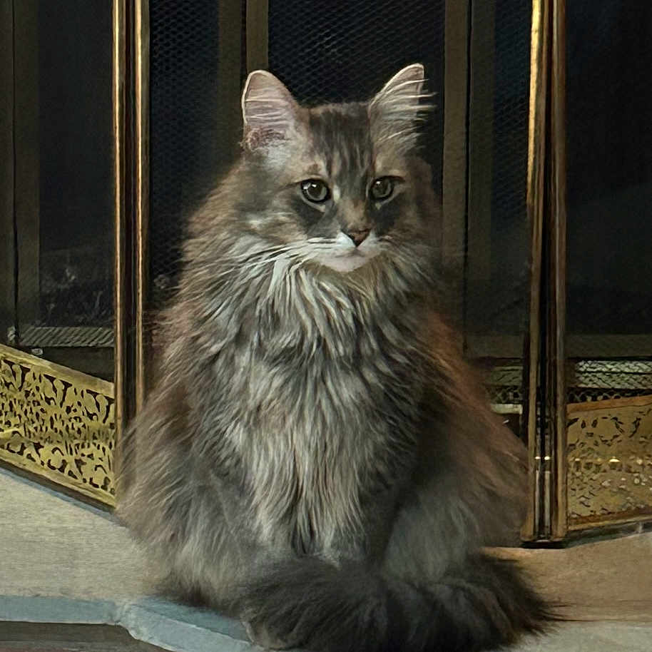 Ash joined the competition — help win amazing prizes! animal, calm, cat, cute, decorative_screen, domestic, ears, feline, fireplace, fur, gray, hearth, household, indoor, long_hair, pet, portrait, sitting, tail, whiskers