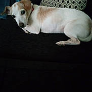 Maryjane joined the competition — help win amazing prizes! dog, small_dog, white_dog, tan_markings, lying_down, couch, indoor, pillow, patterned_pillow, pet, animal, relaxed, looking_at_camera, cozy, furniture, domestic, companion, resting, canine, home
