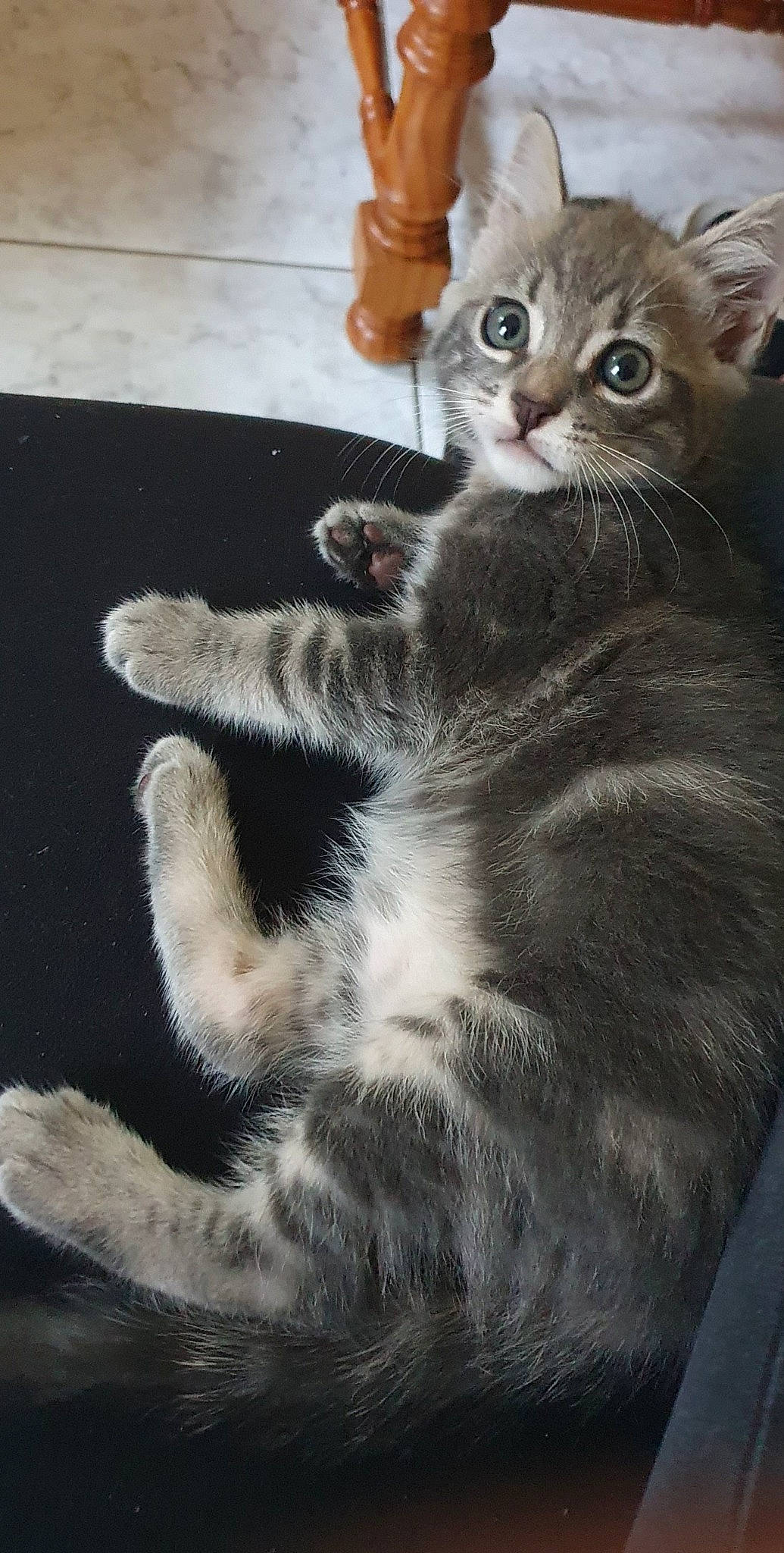 Nala a rejoint le concours — aidez-le/la à gagner de superbes lots ! american_curl, american_wirehair, asian, australian_mist, carnivore, cat, claw, domestic_short_haired_cat, european_shorthair, felidae, kitten, mammal, paw, polydactyl_cat, scottish_fold, small_to_medium_sized_cats, tabby_cat, tail, vertebrate, whiskers