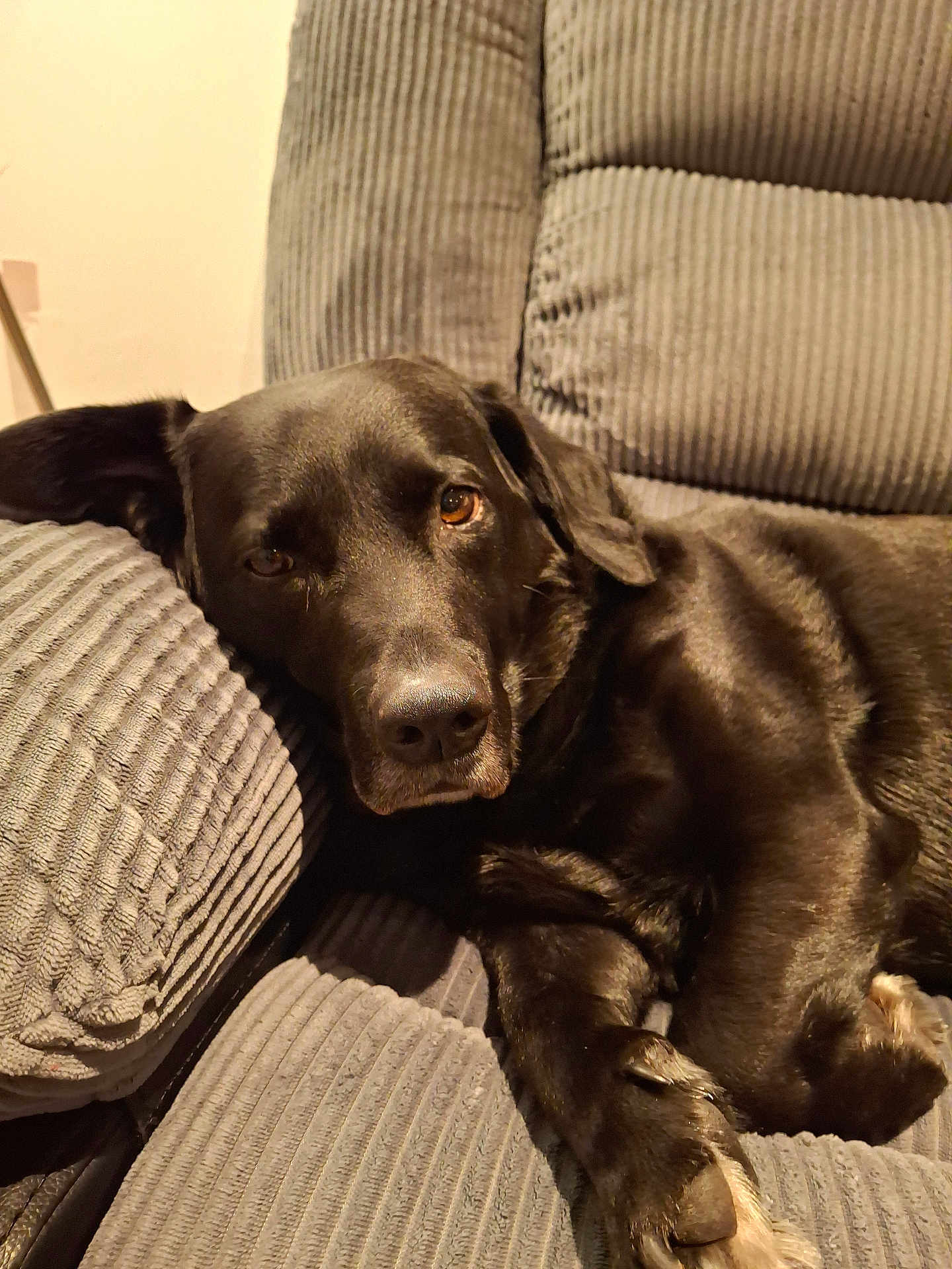 Lucky is registered to the contest to win money with this photo: dog, black_dog, lounge, couch, indoor, pet, relaxed, fur, canine, corduroy, closeup, comfort, paw, resting, animal, home, cozy, brown_eyes, sleepy, soft