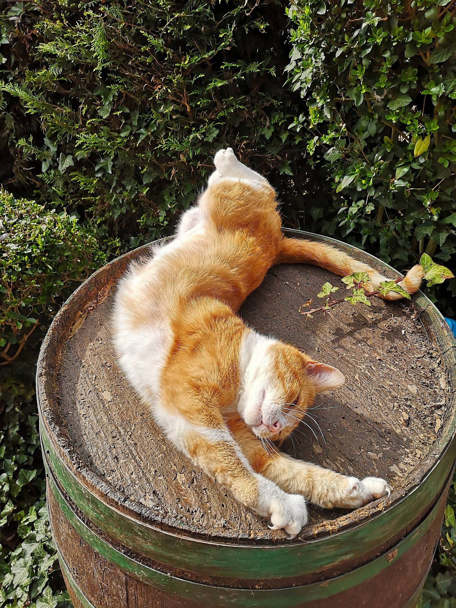 Jo a rejoint le concours — aidez-le/la à gagner de superbes lots ! carnivore, cat, domestic_short_haired_cat, fawn, felidae, flowerpot, fur, grass, houseplant, mammal, outdoor_furniture, plant, small_to_medium_sized_cats, snout, tail, tree, trunk, vertebrate, whiskers, wood