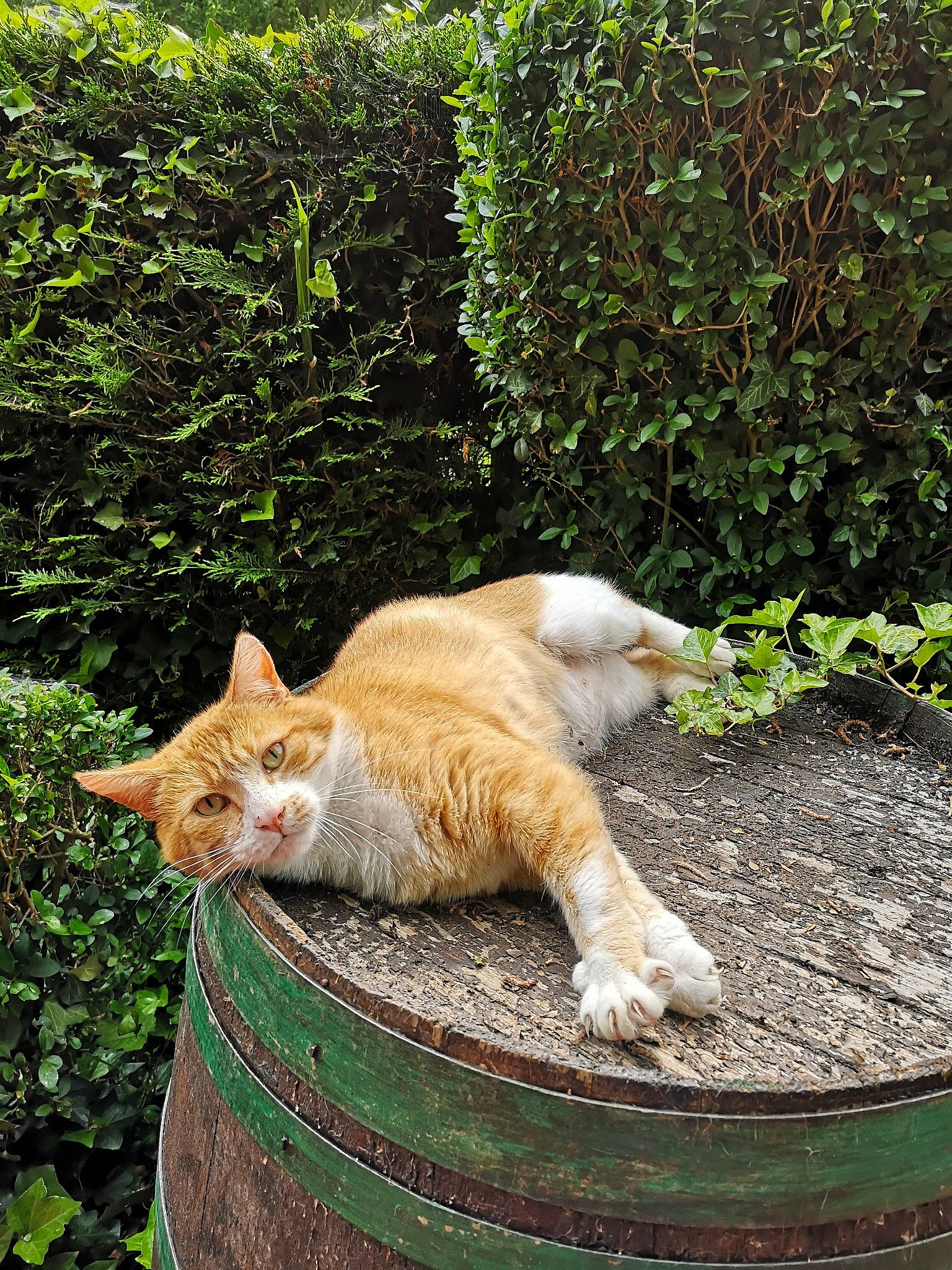 Jo a rejoint le concours — aidez-le/la à gagner de superbes lots ! botany, carnivore, cat, fawn, felidae, grass, grass_family, groundcover, lawn, leaf, plant, road_surface, shrub, small_to_medium_sized_cats, snout, tail, tree, vertebrate, whiskers, wood