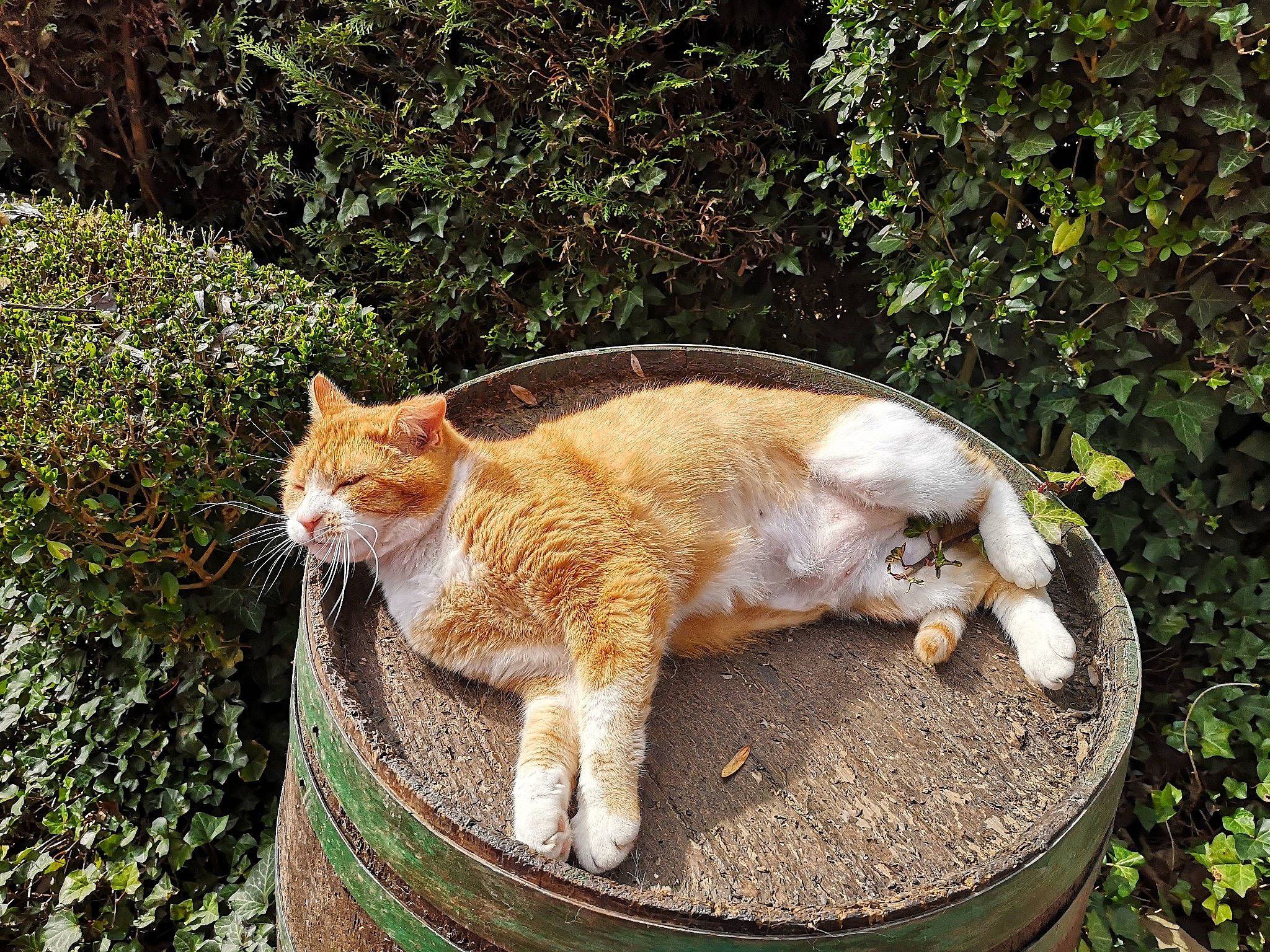 Jo a rejoint le concours — aidez-le/la à gagner de superbes lots ! carnivore, cat, eye, fawn, felidae, fur, grass, groundcover, outdoor_furniture, plant, shrub, small_to_medium_sized_cats, snout, sporting_group, tail, terrestrial_animal, tree, trunk, whiskers, wood