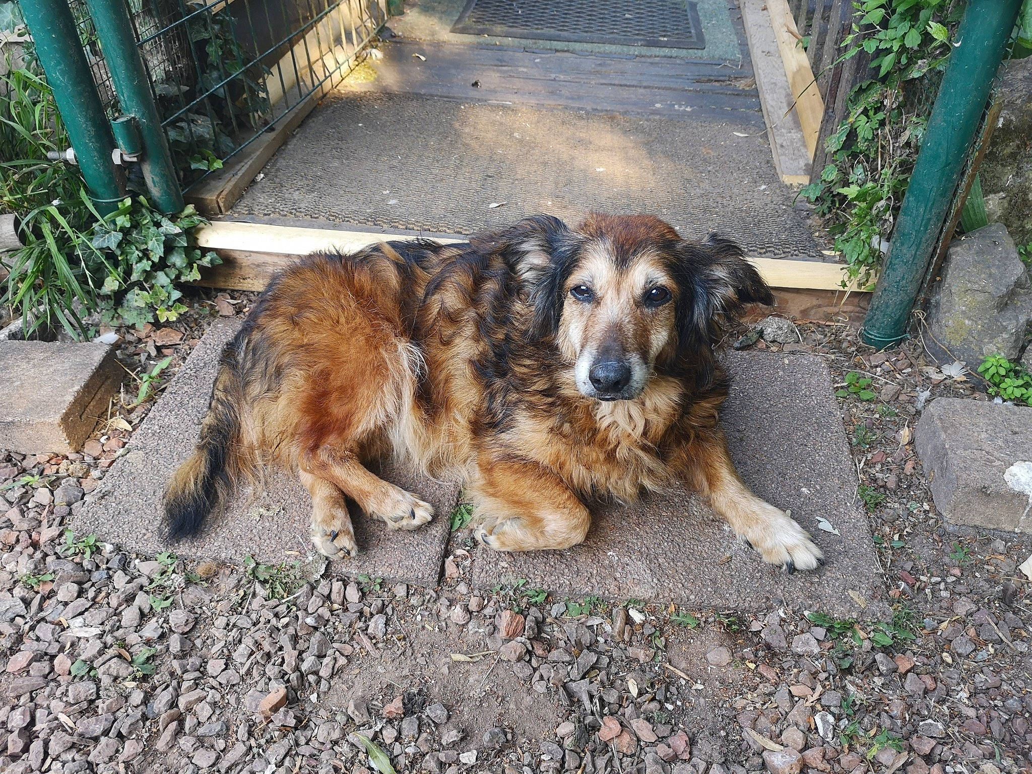 Vanille participe au concours pour gagner de l'argent avec cette photo : canidae, carnivore, companion_dog, dog, dog_breed, fawn, fur, grass, plant, road_surface, soil, sporting_group, street_dog, terrestrial_animal, working_animal, working_dog