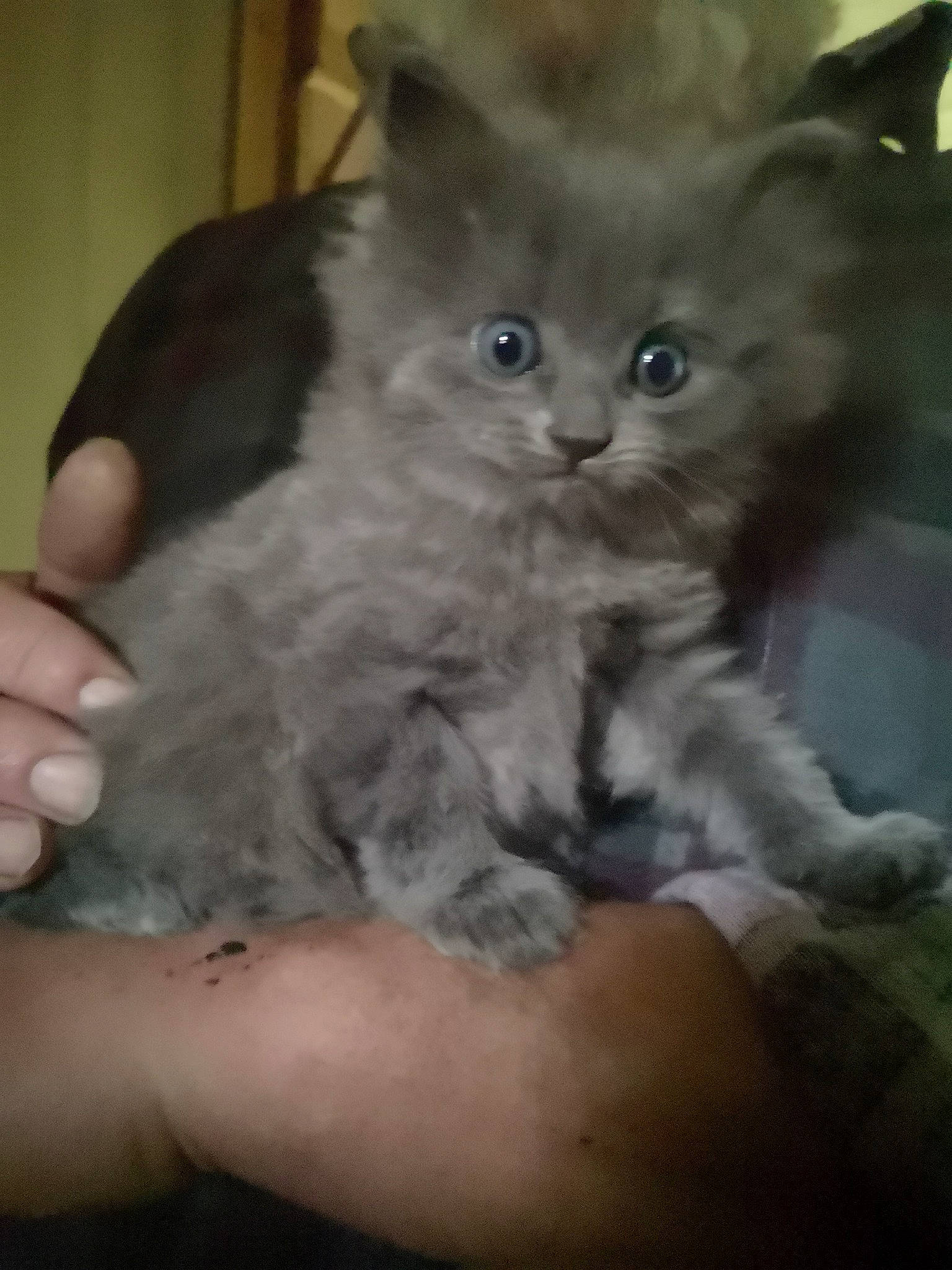 Liou participe au concours pour gagner de l'argent avec cette photo : carnivore, cat, claw, comfort, domestic_short_haired_cat, ear, fawn, felidae, fur, paw, russian_blue, sitting, small_to_medium_sized_cats, snout, tail, whiskers