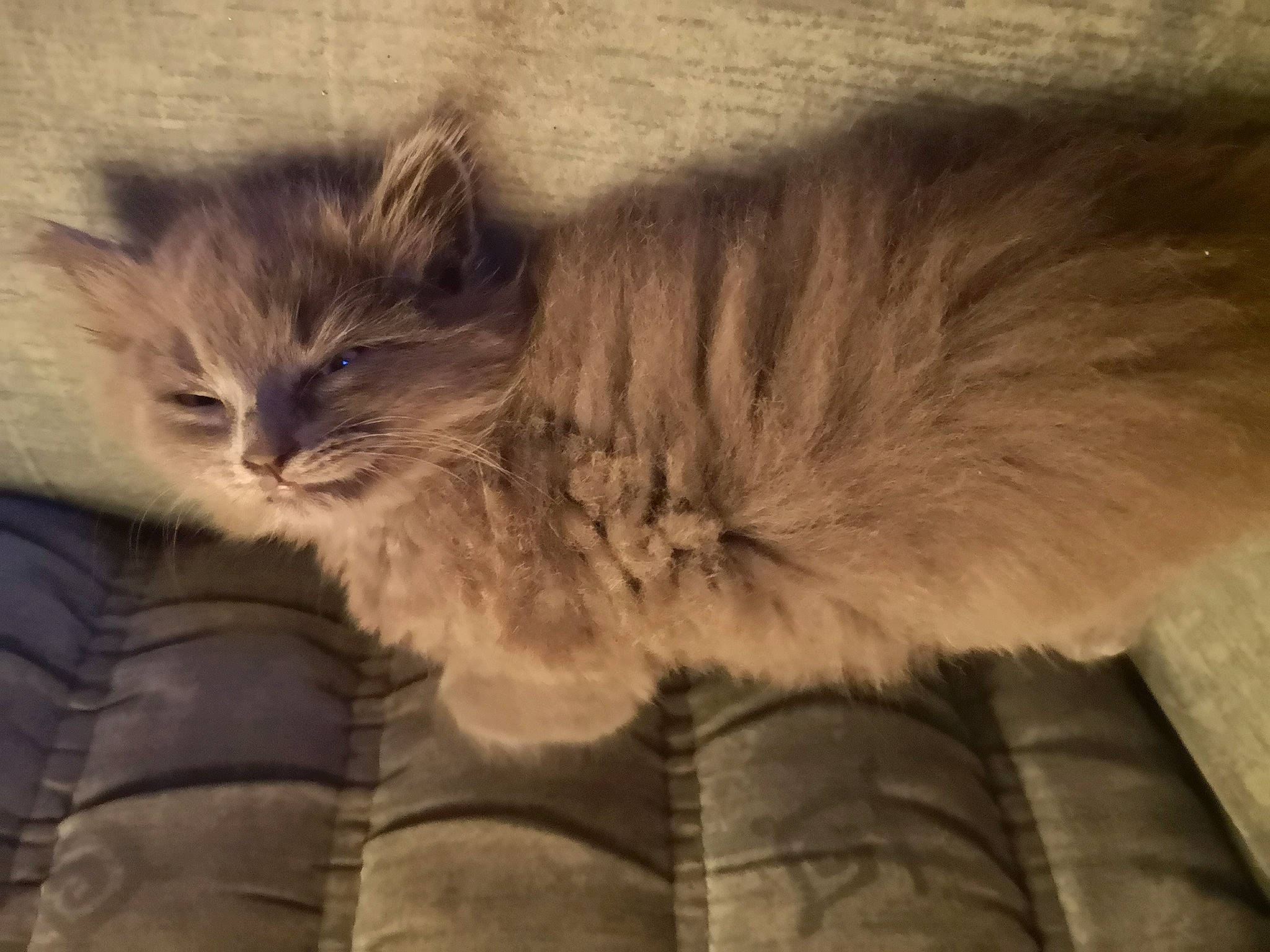 Liou participe au concours pour gagner de l'argent avec cette photo : british_longhair, carnivore, cat, claw, comfort, fawn, felidae, fur, grey, maine_coon, paw, persian, ragdoll, small_to_medium_sized_cats, snout, tail, terrestrial_animal, whiskers, wood