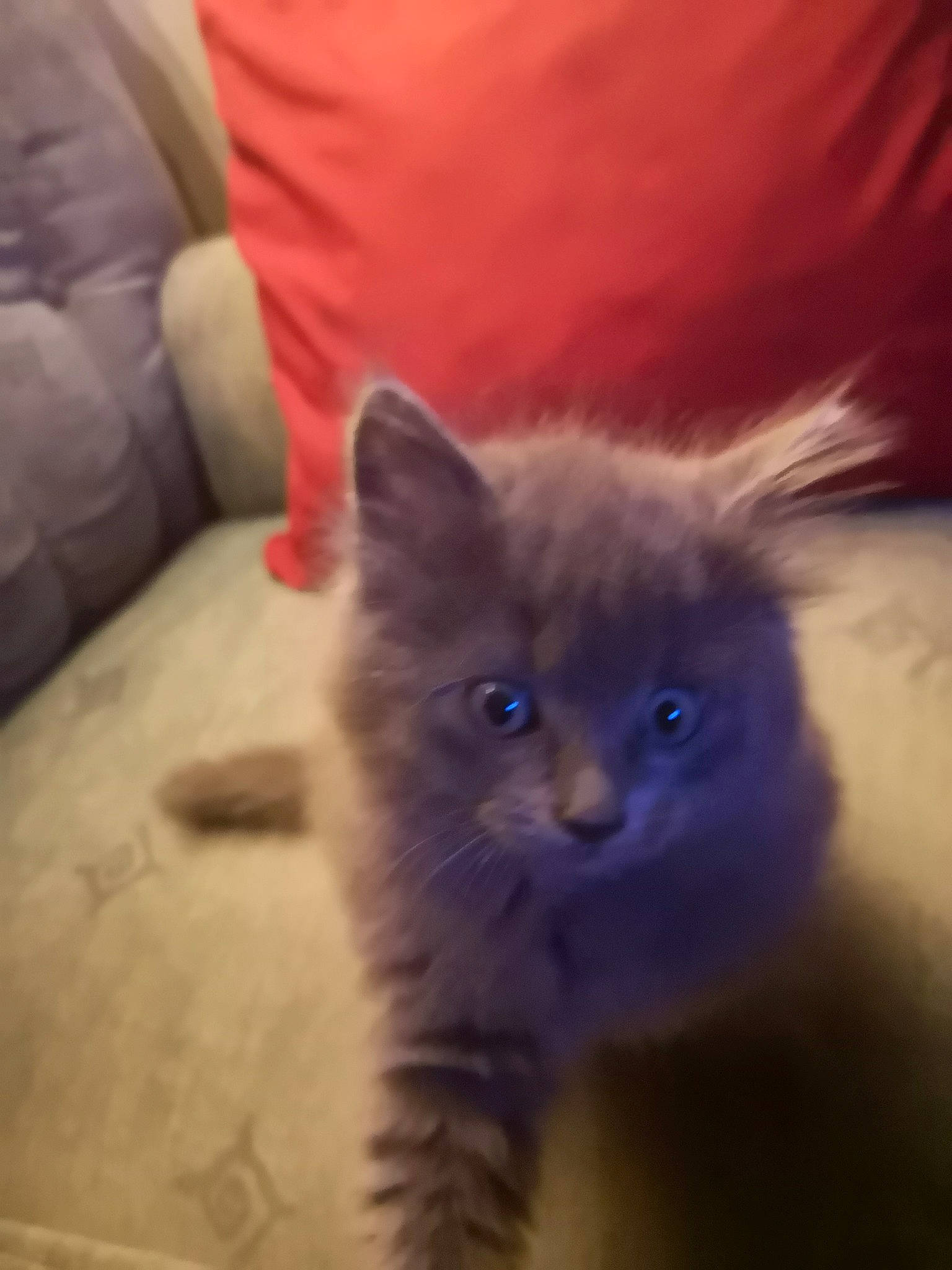 Liou participe au concours pour gagner de l'argent avec cette photo : british_longhair, carnivore, cat, claw, comfort, couch, domestic_short_haired_cat, electric_blue, fawn, felidae, fur, paw, small_to_medium_sized_cats, snout, tail, terrestrial_animal, whiskers