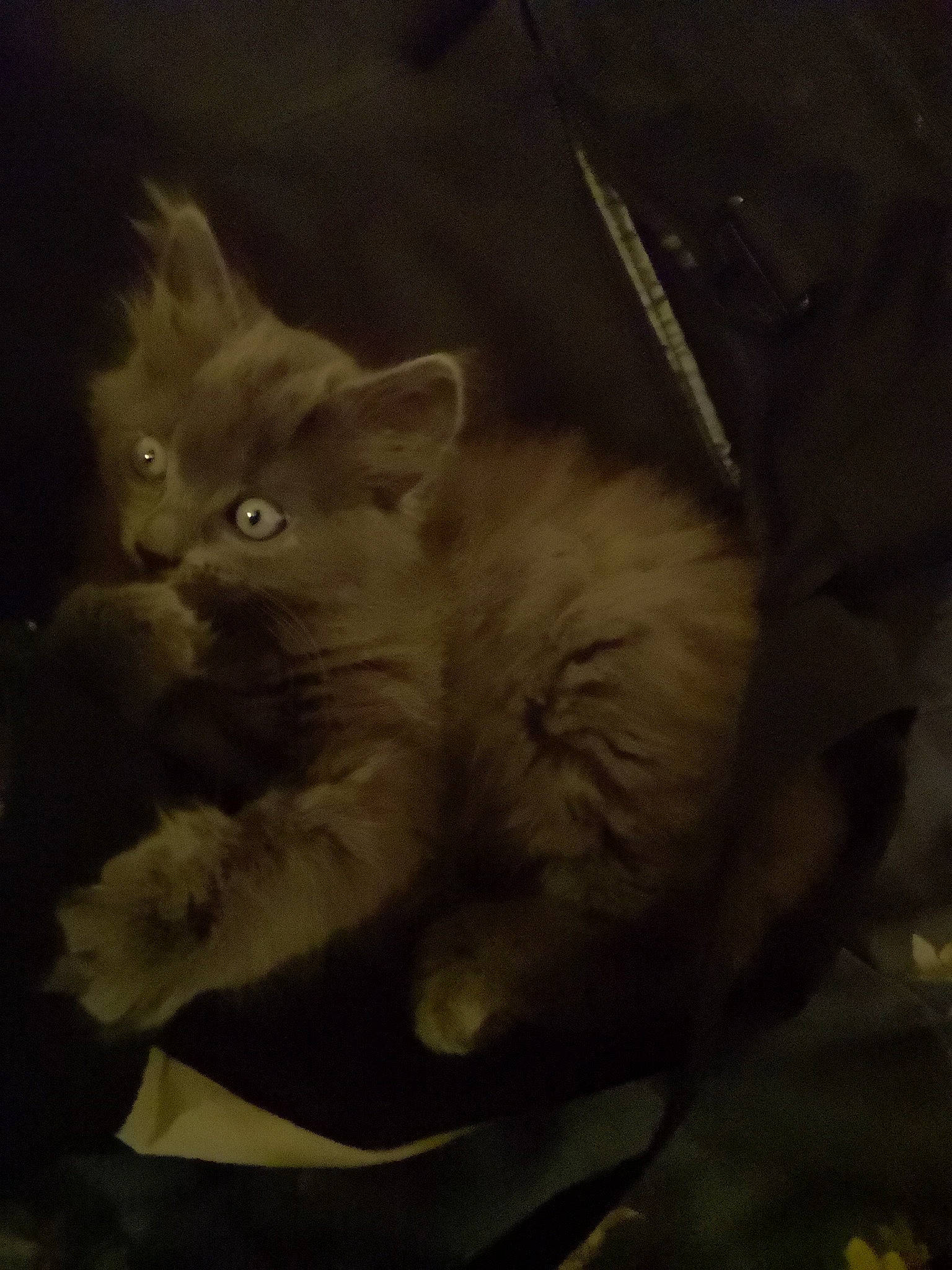 Liou participe au concours pour gagner de l'argent avec cette photo : carnivore, cat, cloud, darkness, domestic_short_haired_cat, felidae, fur, grey, monochrome, monochrome_photography, paw, russian_blue, sky, small_to_medium_sized_cats, tail, terrestrial_animal, whiskers