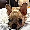 Luna joined the competition — help win amazing prizes! dog, french_bulldog, puppy, pet, animal, close_up, portrait, large_ears, brown_fur, short_snout, black_nose, big_eyes, lying_down, bed, blanket, bedroom, indoor, sleepy, cute, background_dog