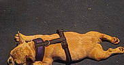 Luna is registered to the contest to win money with this photo: animal, belly_up, carpet, closed_eyes, dog, floor, harness, indoor, legs, lying_down, nap, paws, pet, puppy, relaxed, short_hair, sleeping, small_dog, tan_dog, vacuum_cleaner