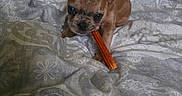 Luna joined the competition — help win amazing prizes! dog, french_bulldog, puppy, pet, animal, brown_dog, large_ears, face, eyes, snack, chew_stick, chewing, bed, bedding, blanket, bedroom, indoors, home, portrait, cute