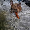 dog, french_bulldog, puppy, pet, animal, brown_dog, large_ears, face, eyes, snack, chew_stick, chewing, bed, bedding, blanket, bedroom, indoors, home, portrait, cute