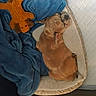 Luna joined the competition — help win amazing prizes! puppy, dog, sleeping, sleepy, curled_up, animal, pet, orange_fur, blanket, blue_blanket, plush_toy, stuffed_animal, bed, bedding, cozy, indoors, resting, cute, snuggling, photography