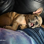 Luna joined the competition — help win amazing prizes! brown_fur, close_up, clothing, couch, cozy, denim, dog, french_bulldog, indoor, lap, large_ears, leather, lying_down, pet, photography, puppy, relaxed, sleeping, tongue, wrinkled_face