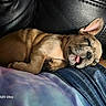 brown_fur, close_up, clothing, couch, cozy, denim, dog, french_bulldog, indoor, lap, large_ears, leather, lying_down, pet, photography, puppy, relaxed, sleeping, tongue, wrinkled_face