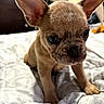 dog, puppy, french_bulldog, canine, pet, animal, bat_ears, large_ears, short_hair, brown_coat, face, eyes, nose, whiskers, portrait, close_up, indoors, bed, blanket, cute