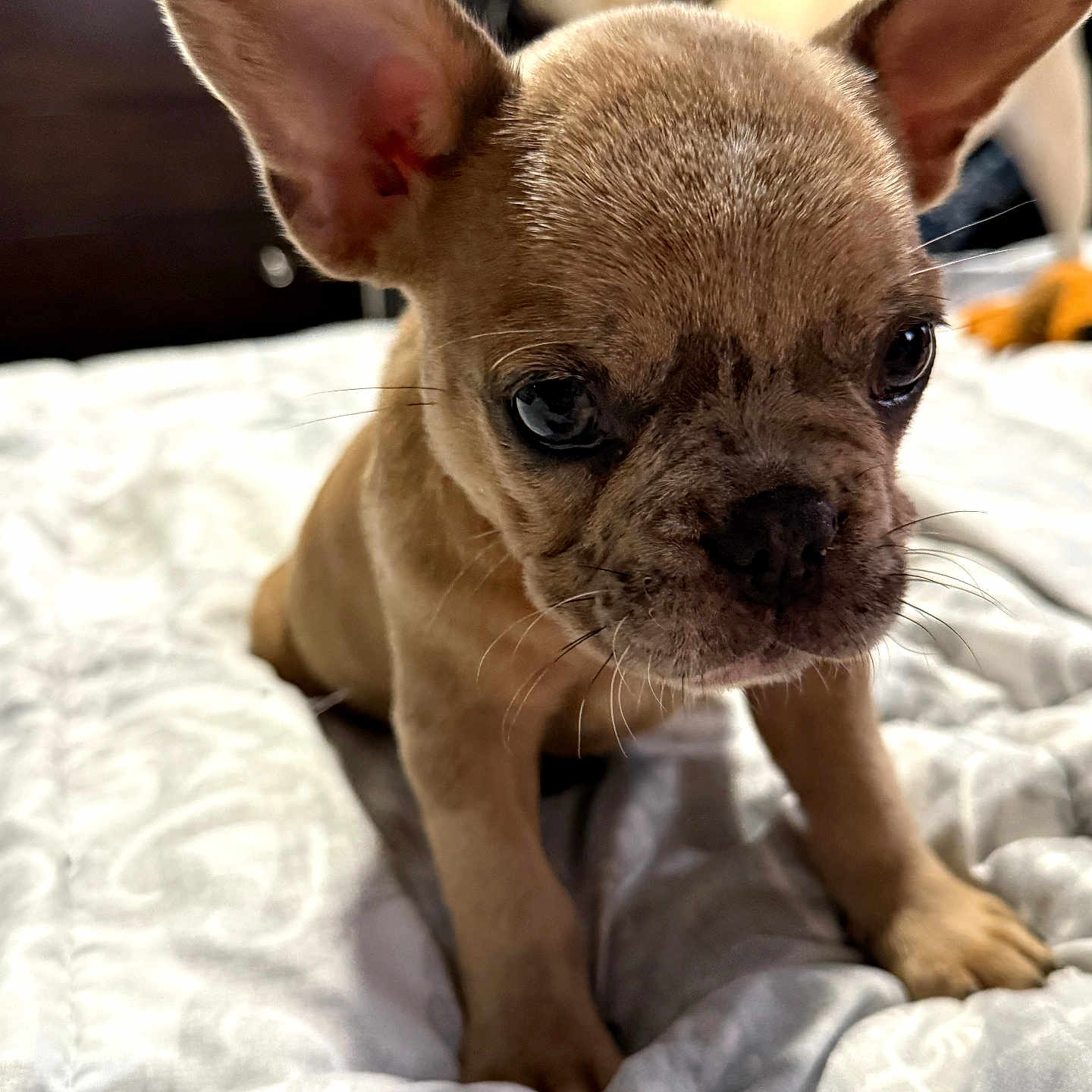 Luna joined the competition — help win amazing prizes! dog, puppy, french_bulldog, canine, pet, animal, bat_ears, large_ears, short_hair, brown_coat, face, eyes, nose, whiskers, portrait, close_up, indoors, bed, blanket, cute