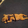 Luna joined the competition — help win amazing prizes! animal, back, carpet, dog, ears, floor, harness, home, indoor, lying_down, paws, pet, photograph, puppy, relaxed, resting, short_hair, sleeping, tan_fur, vacuum_cleaner