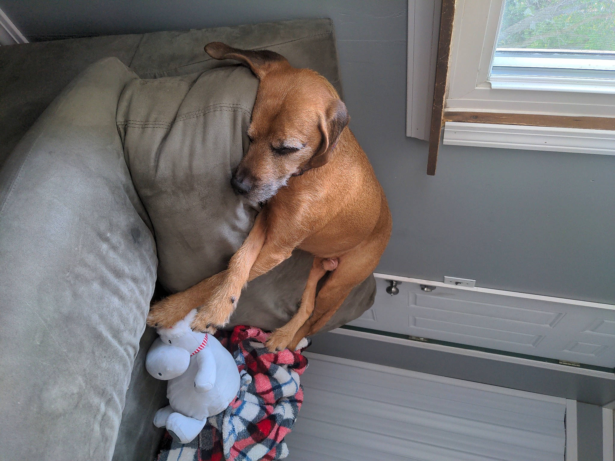 Rascal joined the competition — help win amazing prizes! balloon, carnivore, comfort, companion_dog, dog, dog_breed, dog_supply, fawn, hardwood, liver, pet_supply, sash_window, stuffed_toy, toy, vertebrate, window, window_blind, wood, working_animal, wrinkle