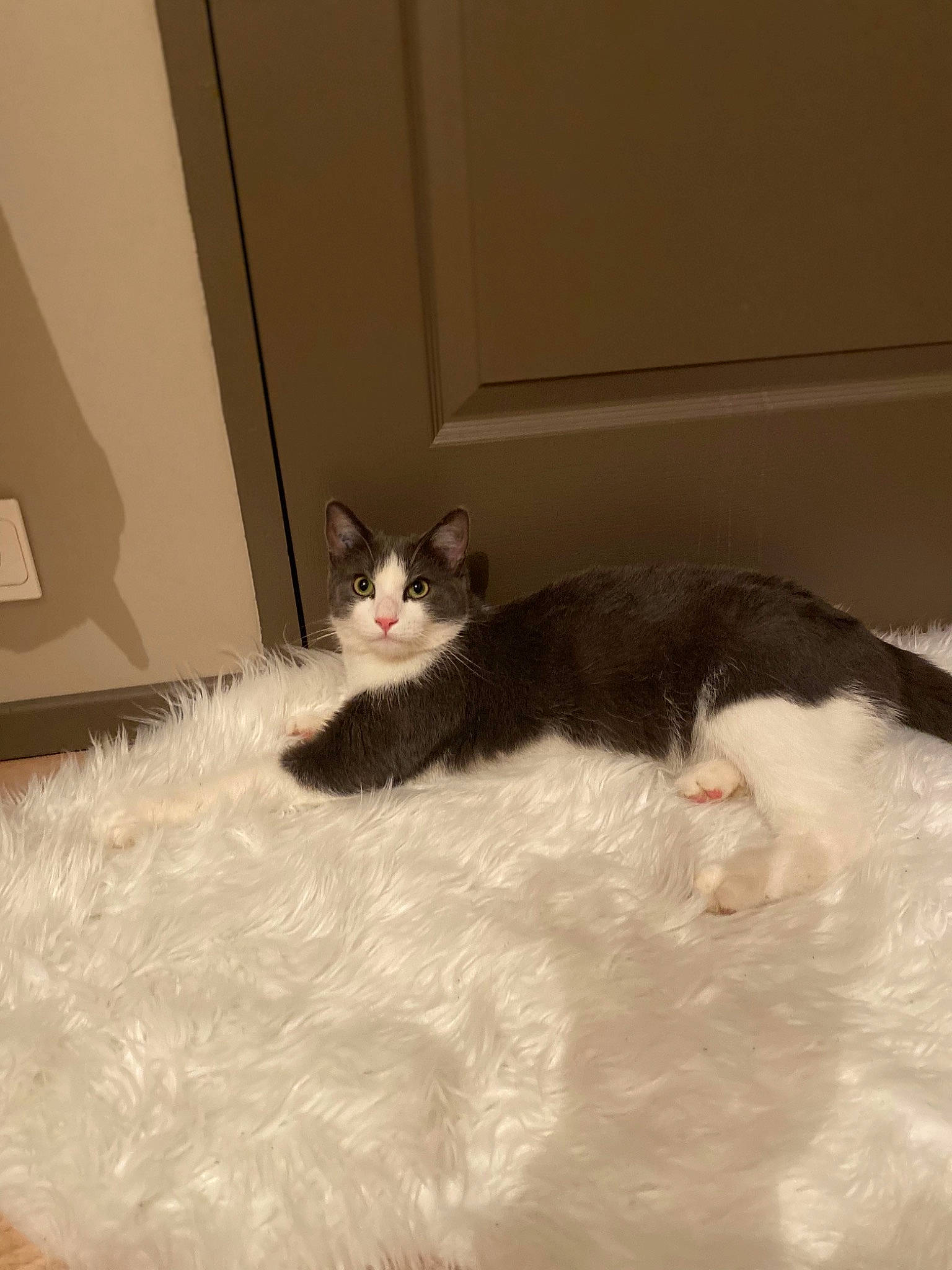 Flash a rejoint le concours — aidez-le/la à gagner de superbes lots ! bed, carnivore, cat, cat_bed, claw, comfort, domestic_short_haired_cat, felidae, flooring, foot, fur, hardwood, linens, paw, small_to_medium_sized_cats, snout, tail, terrestrial_animal, whiskers, window