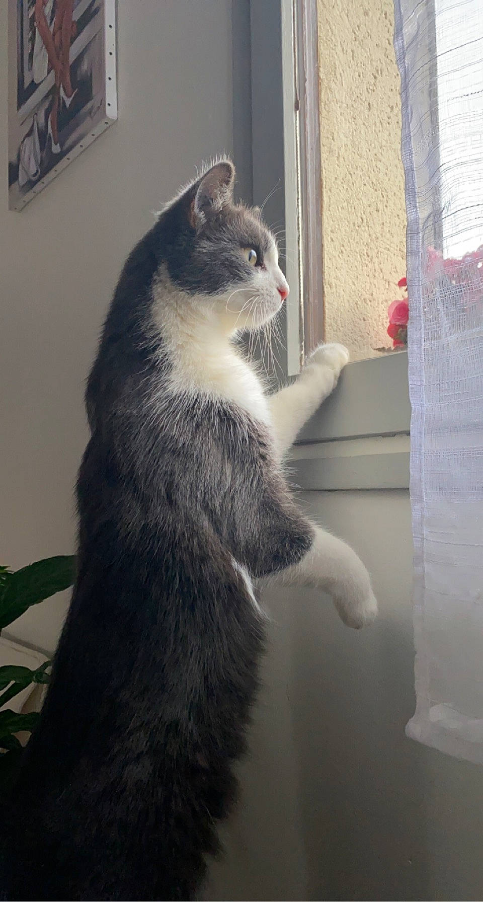 Flash participe au concours pour gagner de l'argent avec cette photo : carnivore, cat, claw, comfort, domestic_short_haired_cat, felidae, fur, grey, monochrome_photography, paw, plant, sitting, small_to_medium_sized_cats, snout, tail, terrestrial_animal, tree, whiskers, window